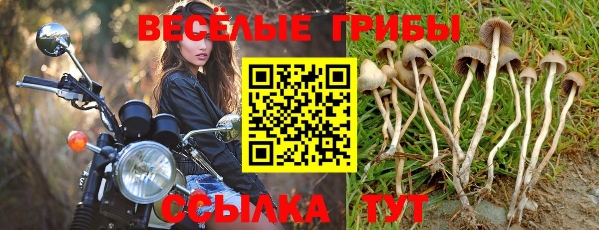 Псилоцибиновые грибы MAGIC MUSHROOMS Вязники
